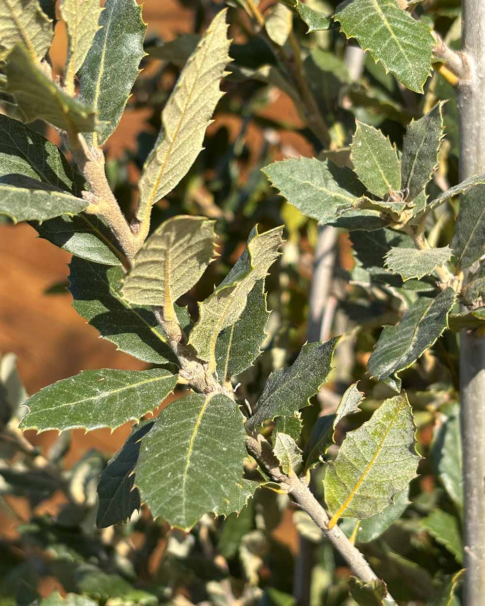 Steineiche – Quercus ilex (Busch)