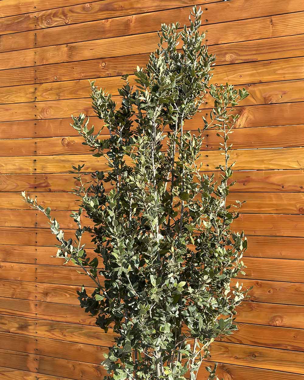 Steineiche – Quercus ilex (Busch)