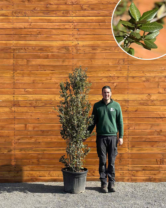 Steineiche – Quercus ilex (Busch)