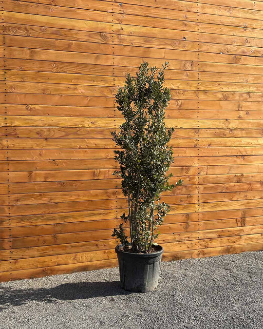 Steineiche – Quercus ilex (Busch)