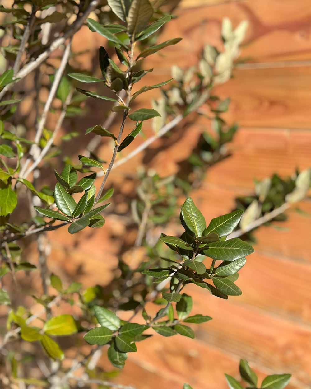 Steineiche – Quercus ilex (Mehrstämmig)