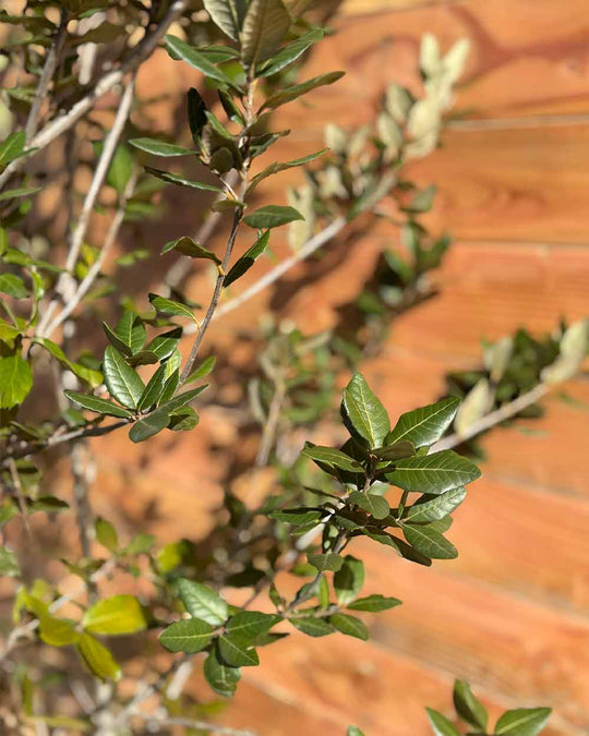 Steineiche – Quercus ilex (Mehrstämmig)