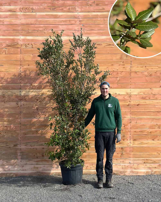 Steineiche – Quercus ilex (Mehrstämmig)