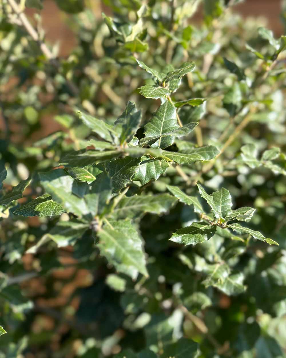 Steineiche – Quercus ilex (Mehrstämmig)