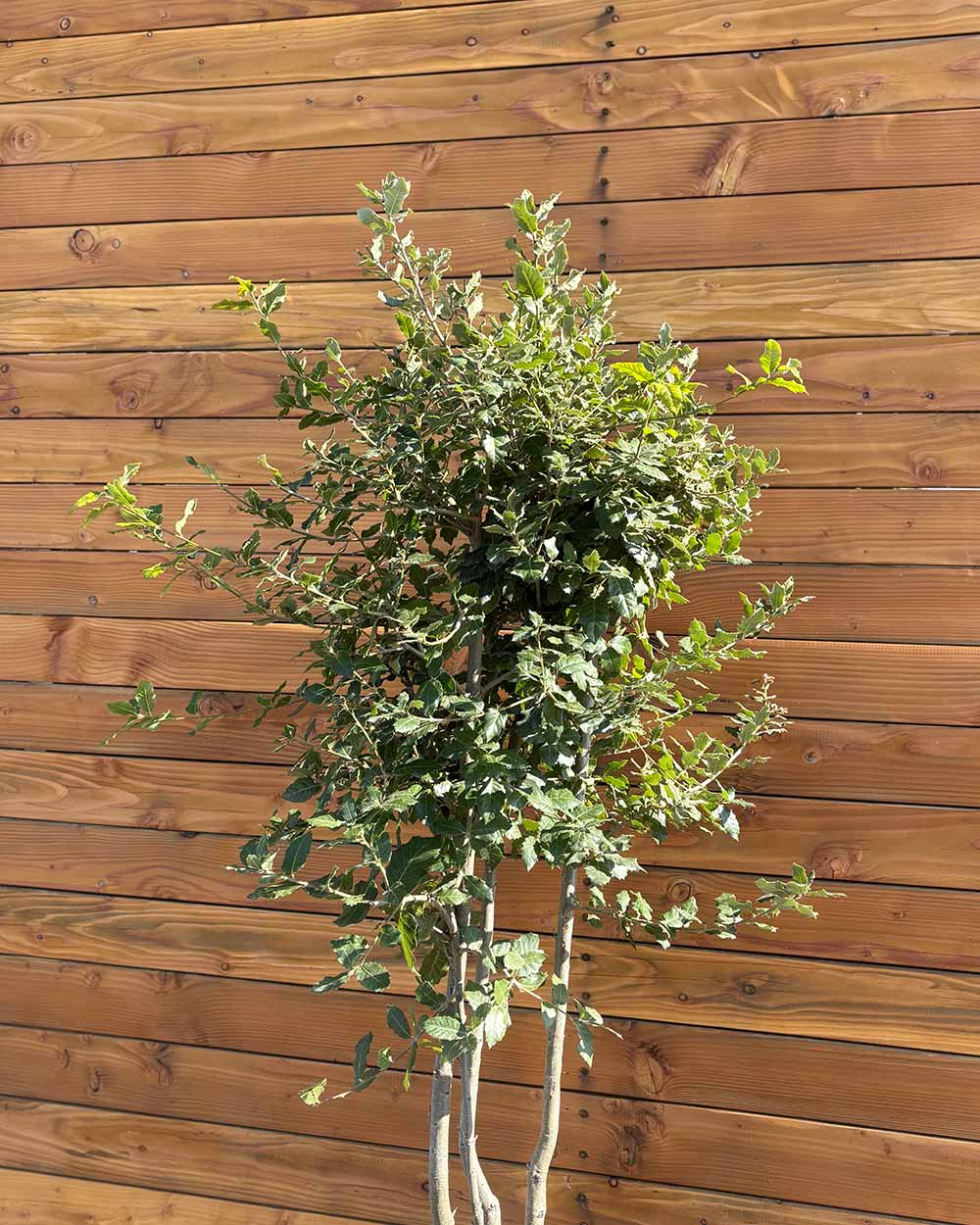 Steineiche – Quercus ilex (Mehrstämmig)