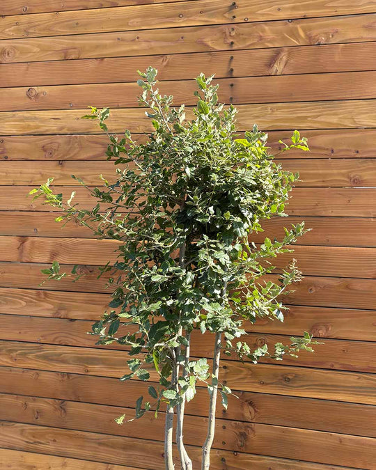 Steineiche – Quercus ilex (Mehrstämmig)