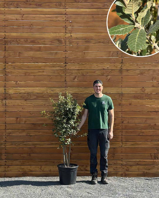 Steineiche – Quercus ilex (Mehrstämmig)