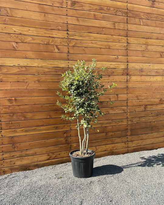Steineiche – Quercus ilex (Mehrstämmig)