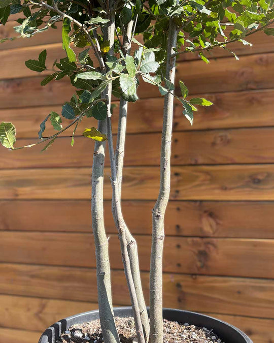 Steineiche – Quercus ilex (Mehrstämmig)