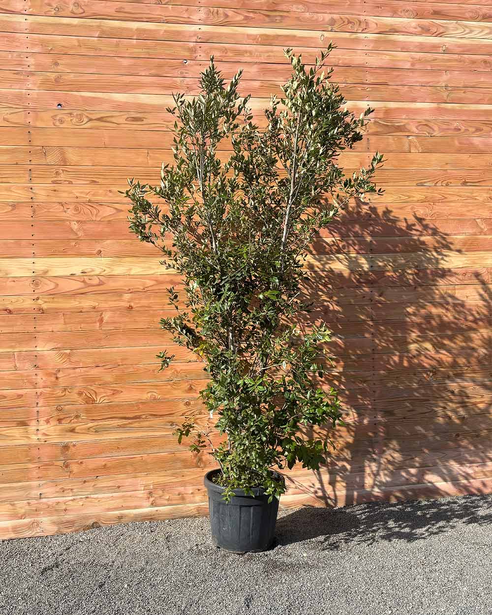Steineiche – Quercus ilex (Mehrstämmig)