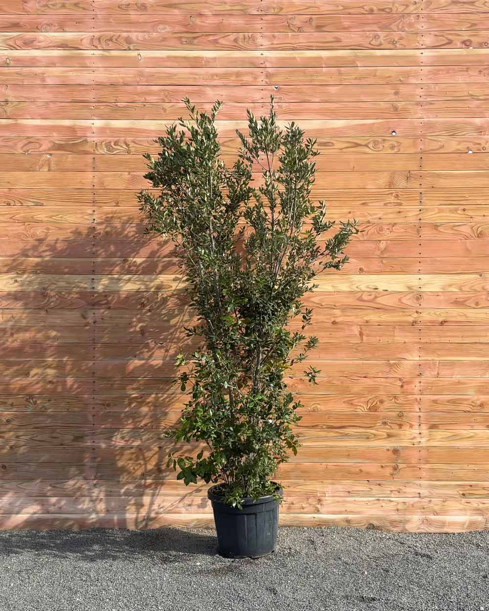 Steineiche – Quercus ilex (Mehrstämmig)