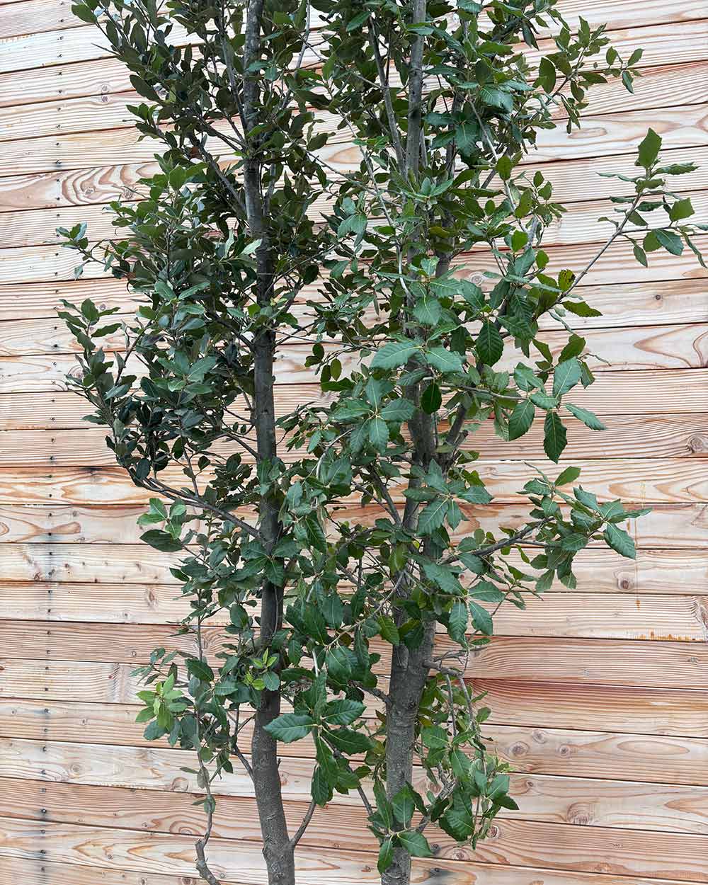 Steineiche – Quercus ilex (Mehrstämmig)