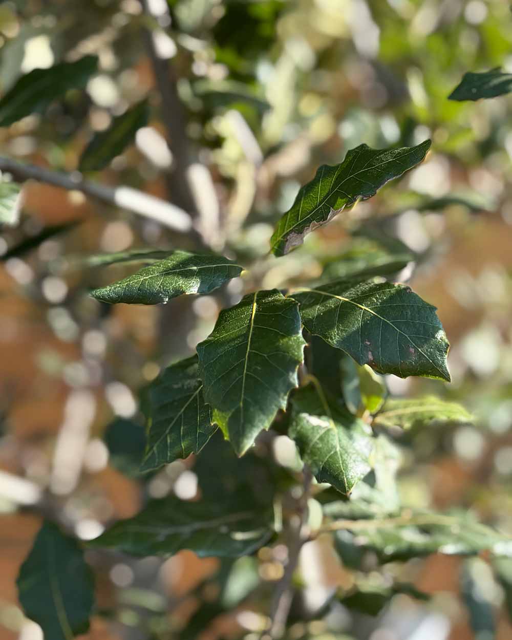 Steineiche – Quercus ilex (Mehrstämmig)
