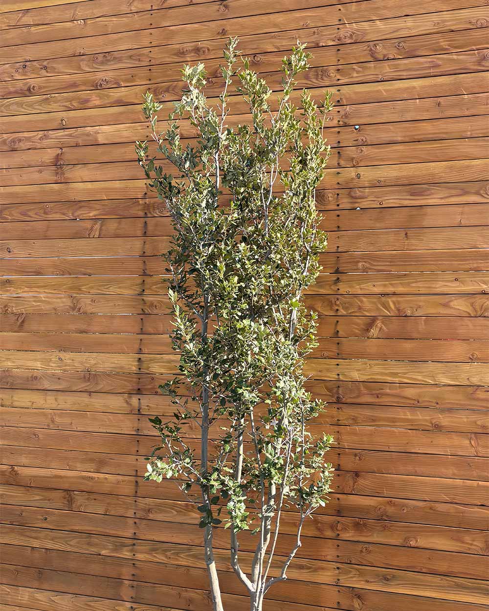 Steineiche – Quercus ilex (Mehrstämmig)