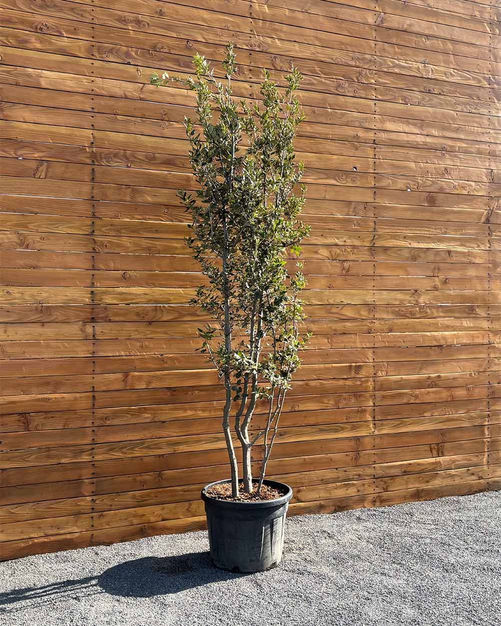 Steineiche – Quercus ilex (Mehrstämmig)