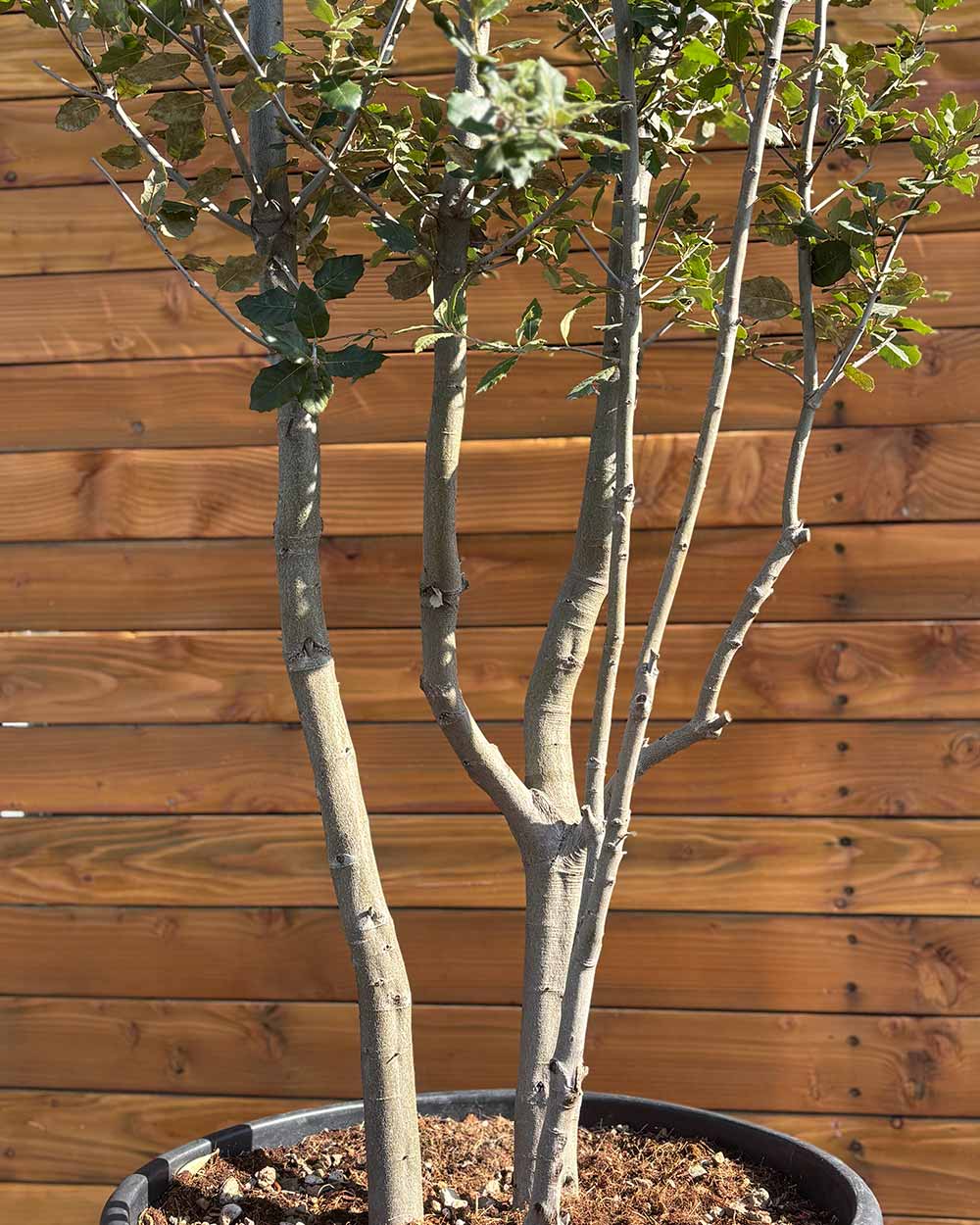 Steineiche – Quercus ilex (Mehrstämmig)