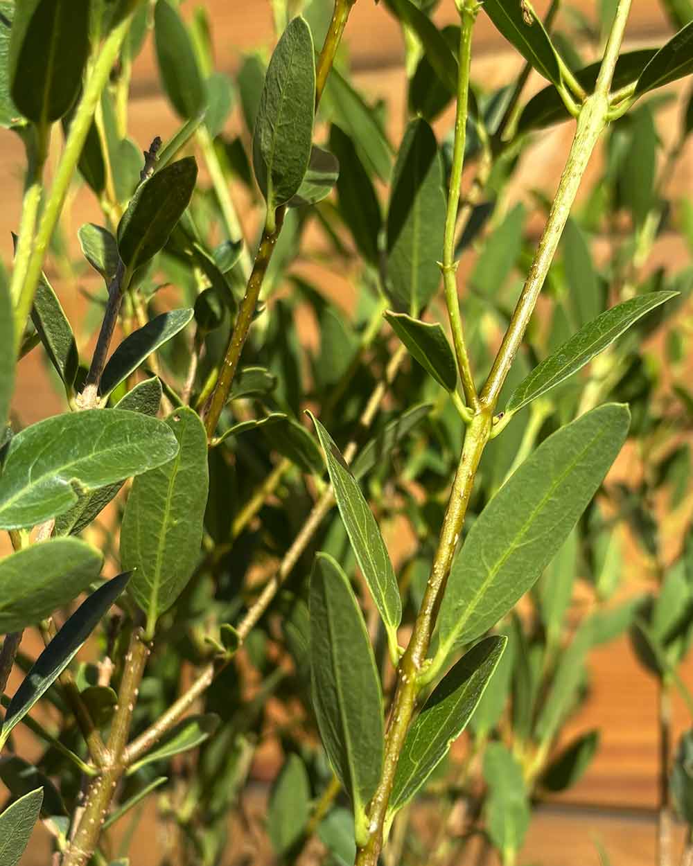 Schmalblättrige Steinlinde – Phillyrea angustifolia (Hecke) (Pre Sale)