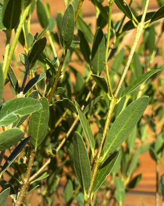 Schmalblättrige Steinlinde – Phillyrea angustifolia (Hecke) (Pre Sale)