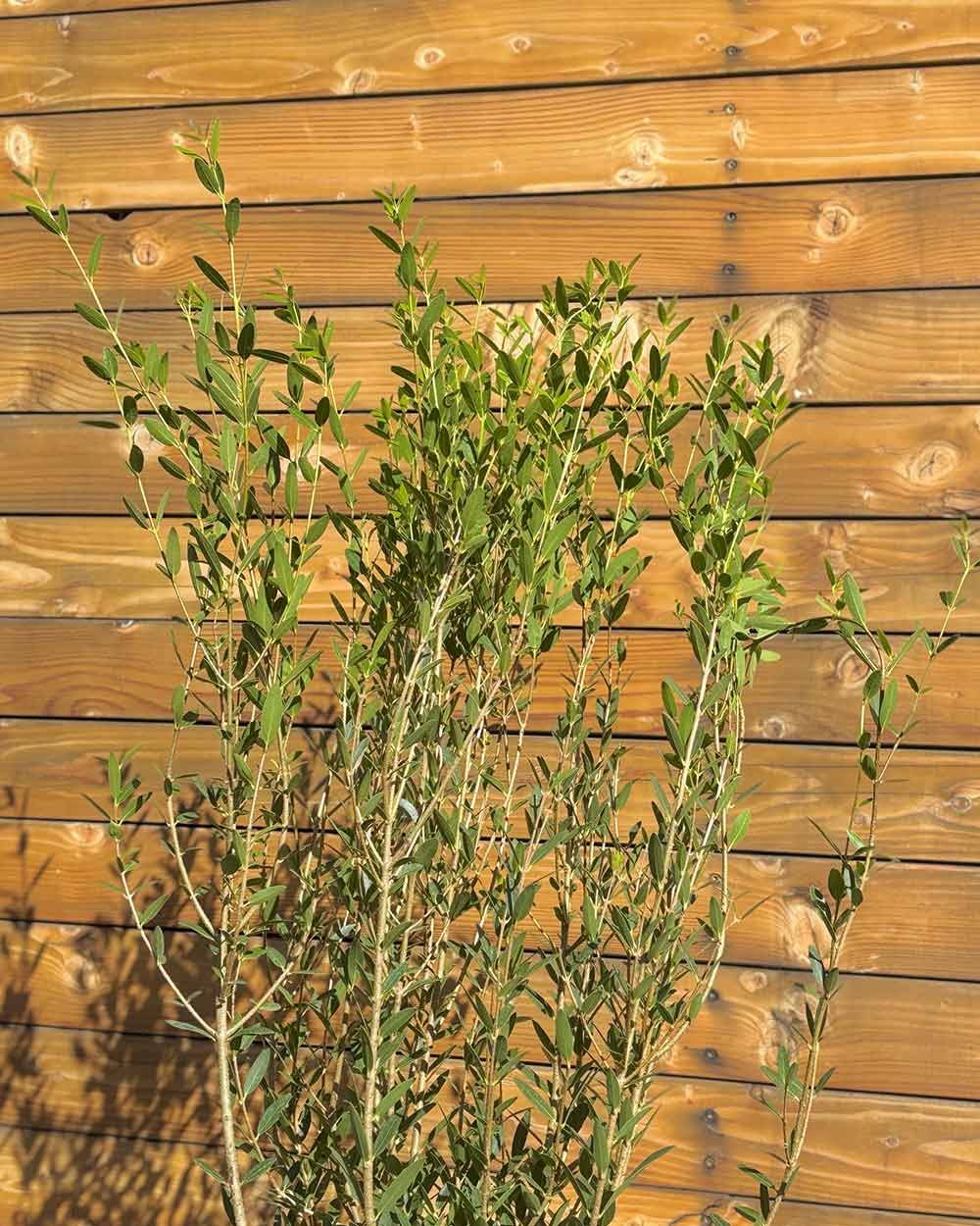 Schmalblättrige Steinlinde – Phillyrea angustifolia (Hecke) (Pre Sale)