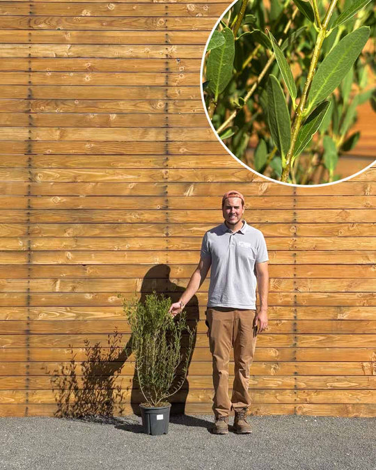 Schmalblättrige Steinlinde – Phillyrea angustifolia (Hecke) (Pre Sale)