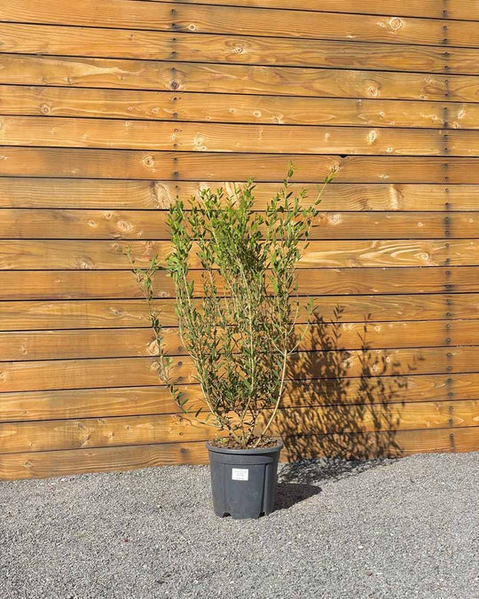 Schmalblättrige Steinlinde – Phillyrea angustifolia (Hecke) (Pre Sale)