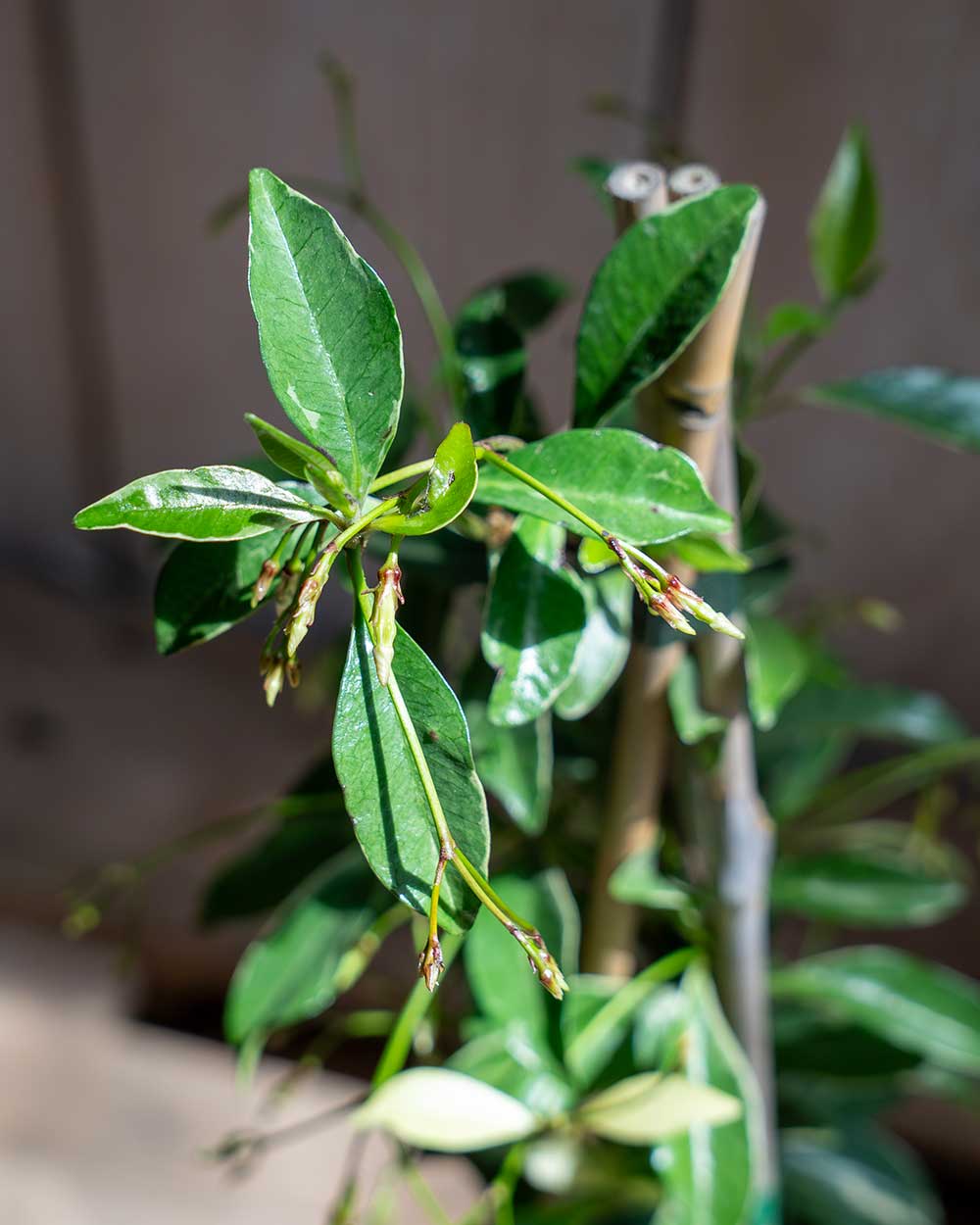 Sternjasmin – Trachelospermum jasminoides ‘Star of Milano’®