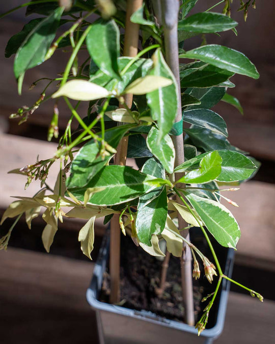 Sternjasmin – Trachelospermum jasminoides ‘Star of Milano’®
