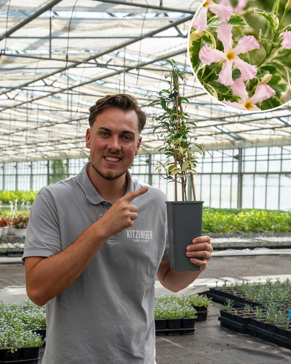 Sternjasmin – Trachelospermum jasminoides ‘Star of Milano’®