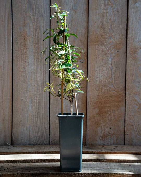 Sternjasmin – Trachelospermum jasminoides ‘Star of Milano’®