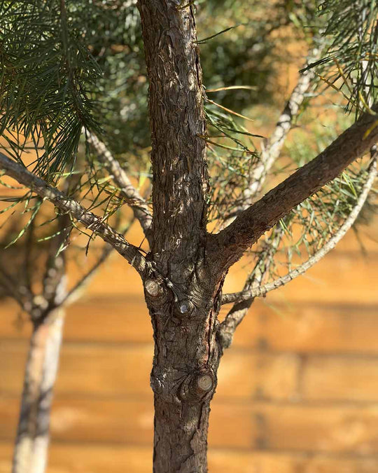 Waldkiefer – Pinus sylvestris (Mehrstämmig) (Pre Sale)