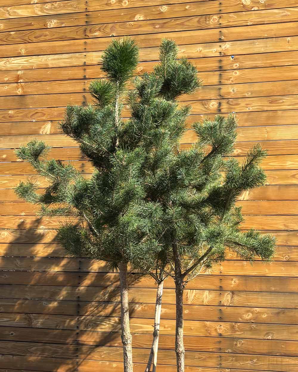 Waldkiefer – Pinus sylvestris (Mehrstämmig) (Pre Sale)