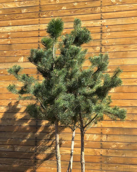 Waldkiefer – Pinus sylvestris (Mehrstämmig) (Pre Sale)