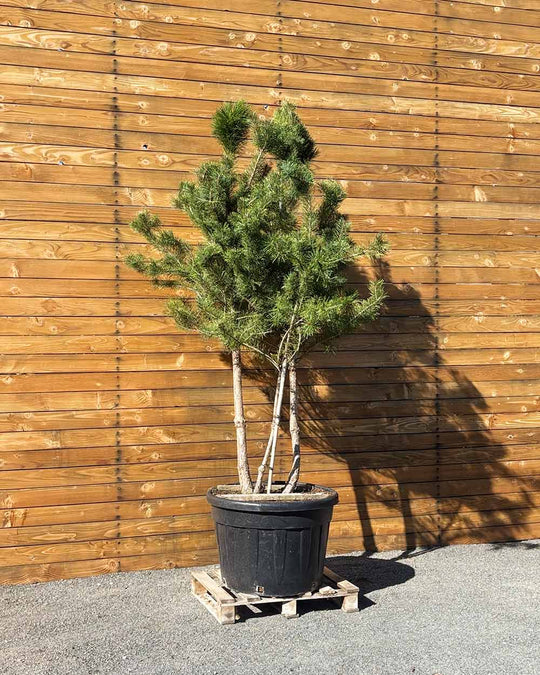 Waldkiefer – Pinus sylvestris (Mehrstämmig) (Pre Sale)