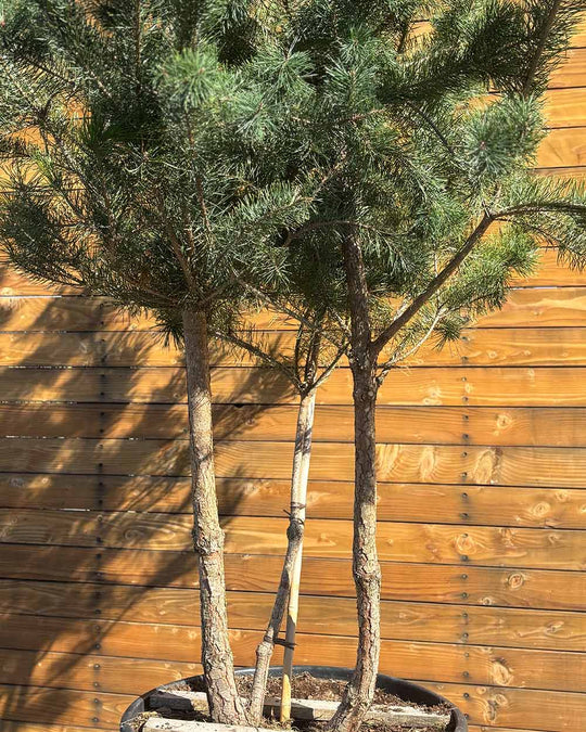 Waldkiefer – Pinus sylvestris (Mehrstämmig) (Pre Sale)