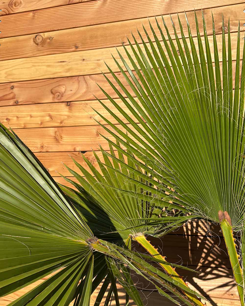 Mexikanische Washingtonpalme