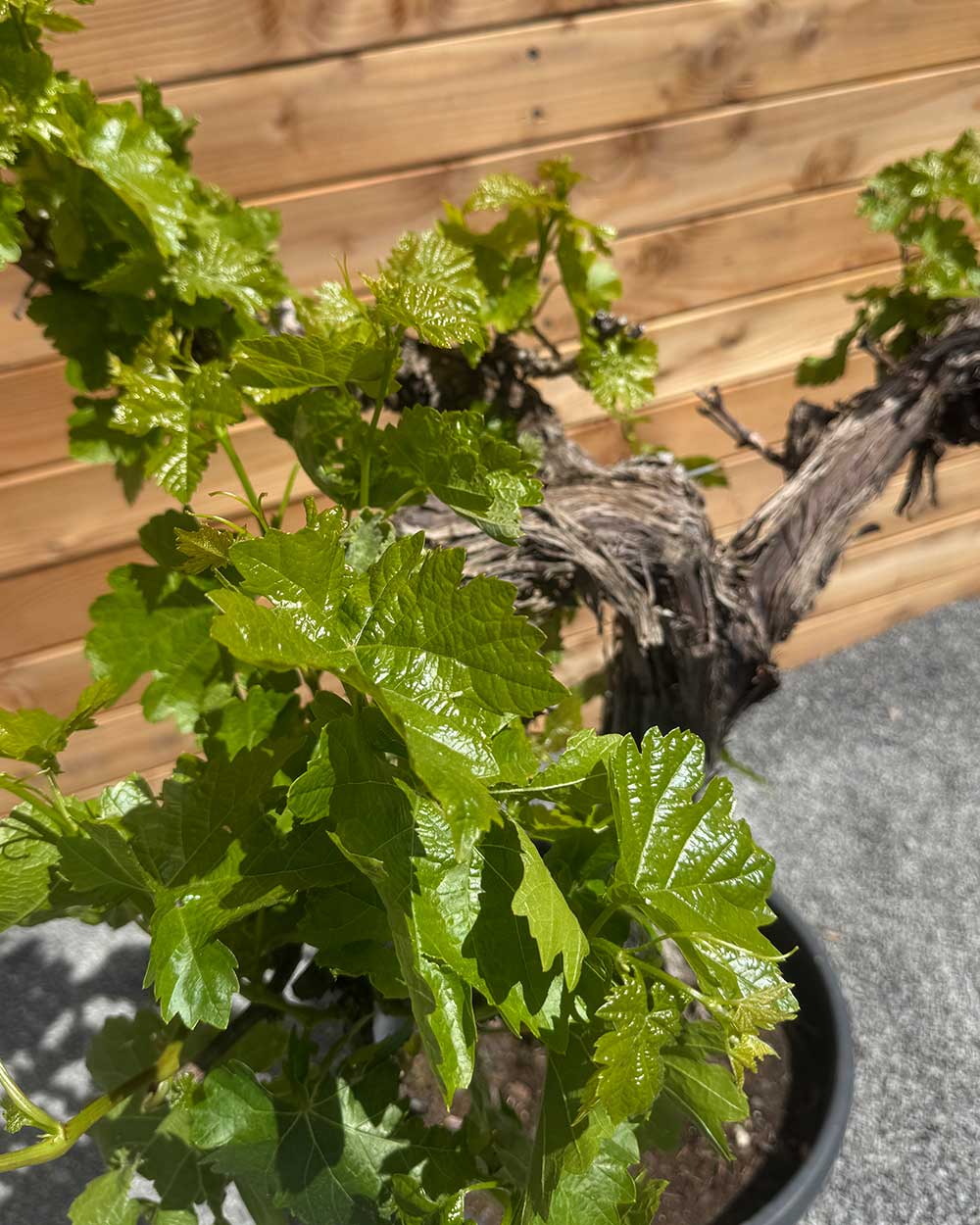 Weinrebe XL Violette Früchte