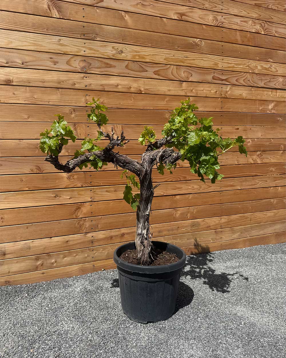 Weinrebe XL Violette Früchte