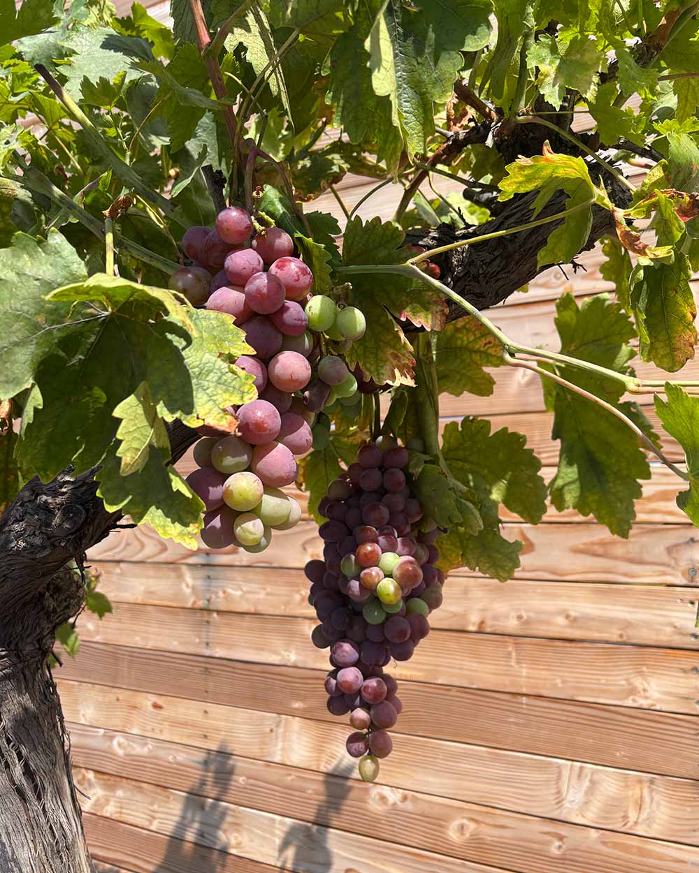Weinrebe XXL Violette Früchte