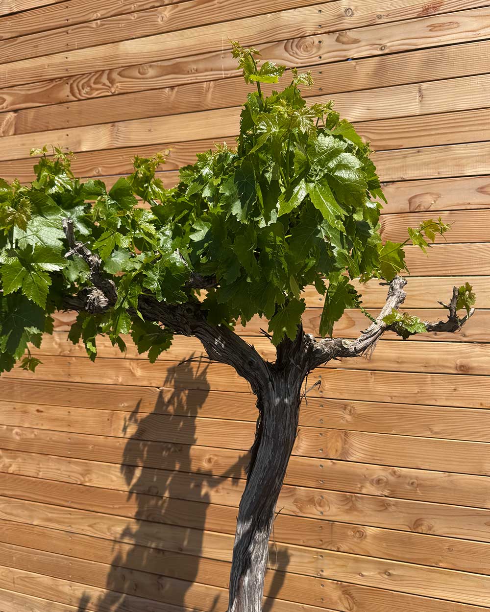 Weiße Weinrebe – Vitis vinifera ‘Aledo’ (Kernlos)