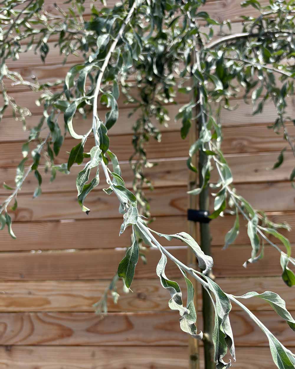 Hängende Wildbirne "Pyrus salicifolia Pendula" Hochstamm