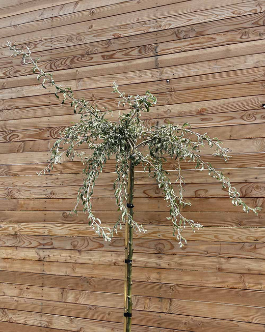 Hängende Wildbirne "Pyrus salicifolia Pendula" Hochstamm