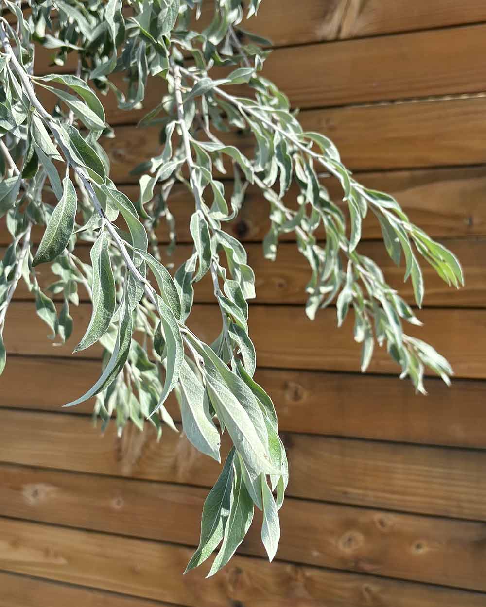 Hängende Wildbirne – Pyrus salicifolia ‘Pendula’ (Hochstamm) (Pre Sale)