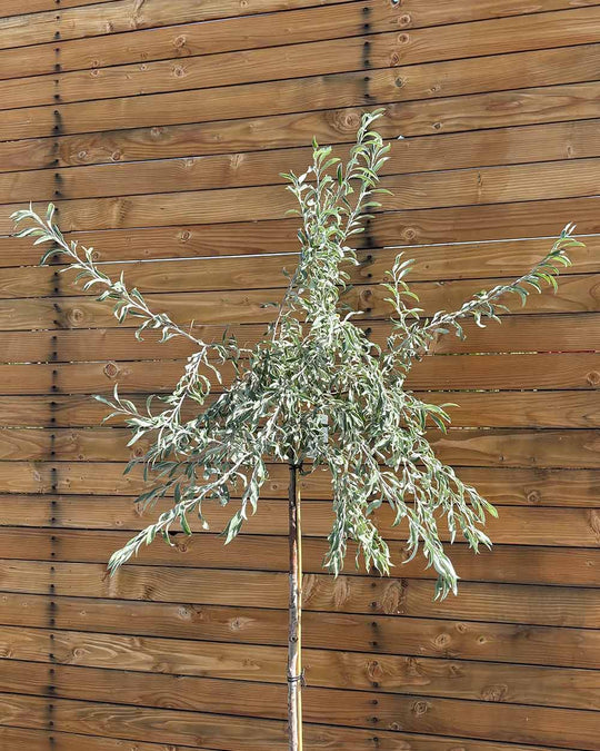 Hängende Wildbirne – Pyrus salicifolia ‘Pendula’ (Hochstamm) (Pre Sale)