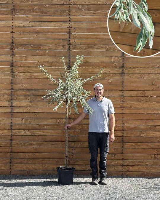 Hängende Wildbirne – Pyrus salicifolia ‘Pendula’ (Hochstamm) (Pre Sale)
