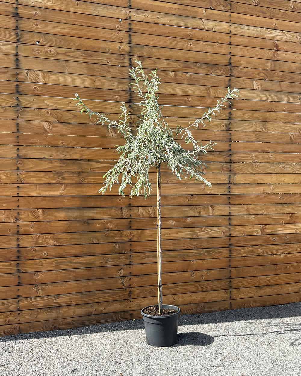 Hängende Wildbirne – Pyrus salicifolia ‘Pendula’ (Hochstamm) (Pre Sale)
