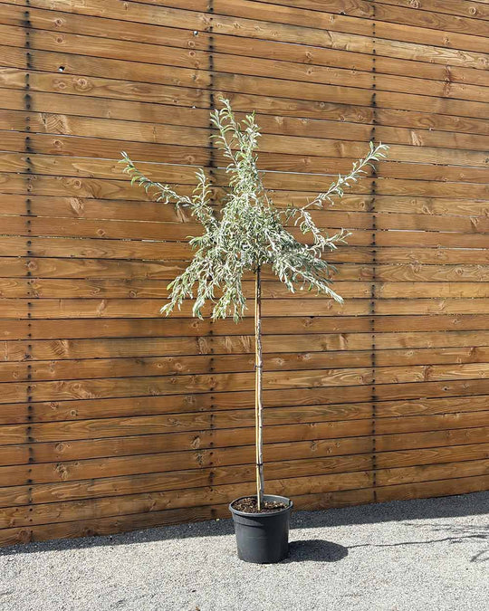 Hängende Wildbirne – Pyrus salicifolia ‘Pendula’ (Hochstamm) (Pre Sale)