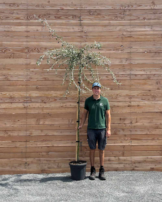 Hängende Wildbirne "Pyrus salicifolia Pendula" Hochstamm
