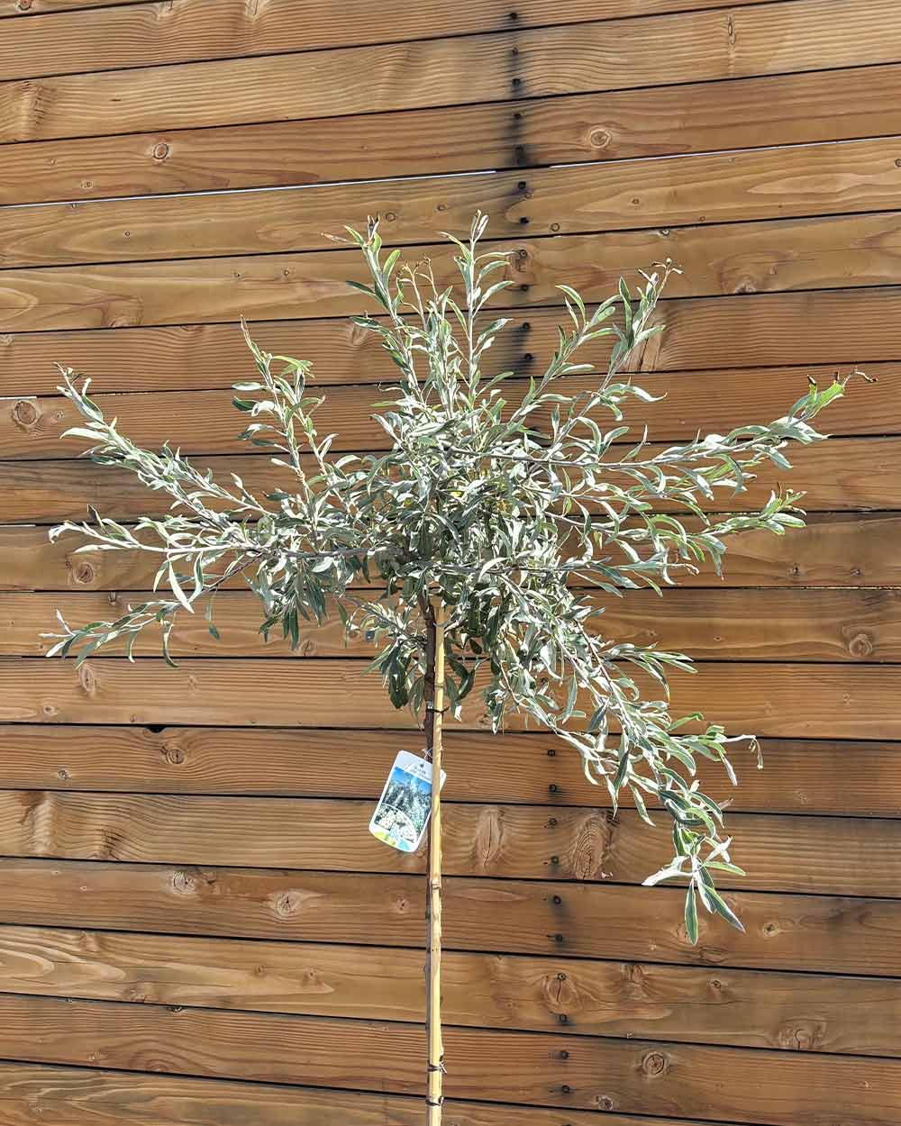 Hängende Wildbirne – Pyrus salicifolia ‘Pendula’ (Hochstamm) (Pre Sale)