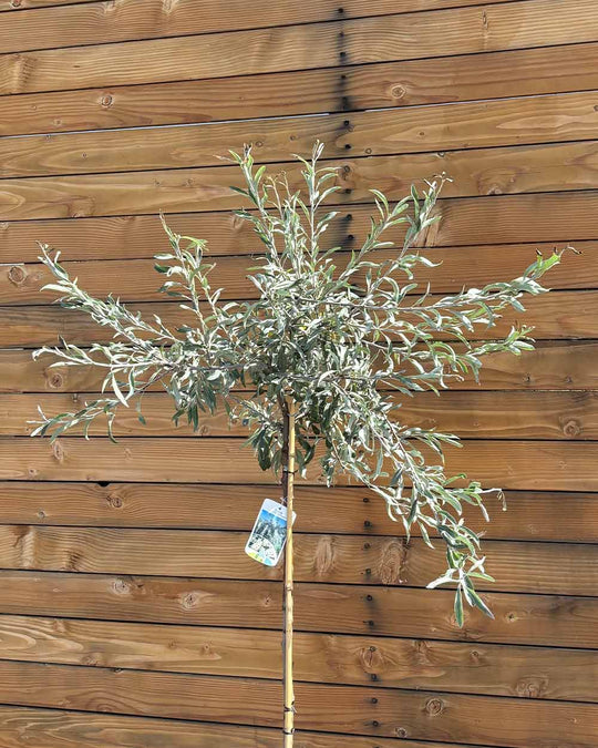 Hängende Wildbirne – Pyrus salicifolia ‘Pendula’ (Hochstamm) (Pre Sale)