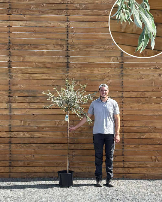 Hängende Wildbirne – Pyrus salicifolia ‘Pendula’ (Hochstamm) (Pre Sale)
